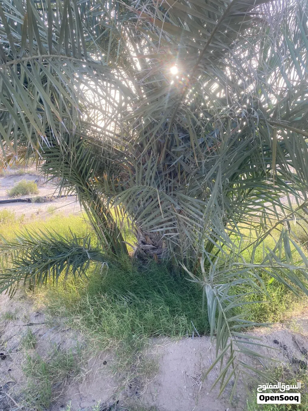 فسيل للبيع