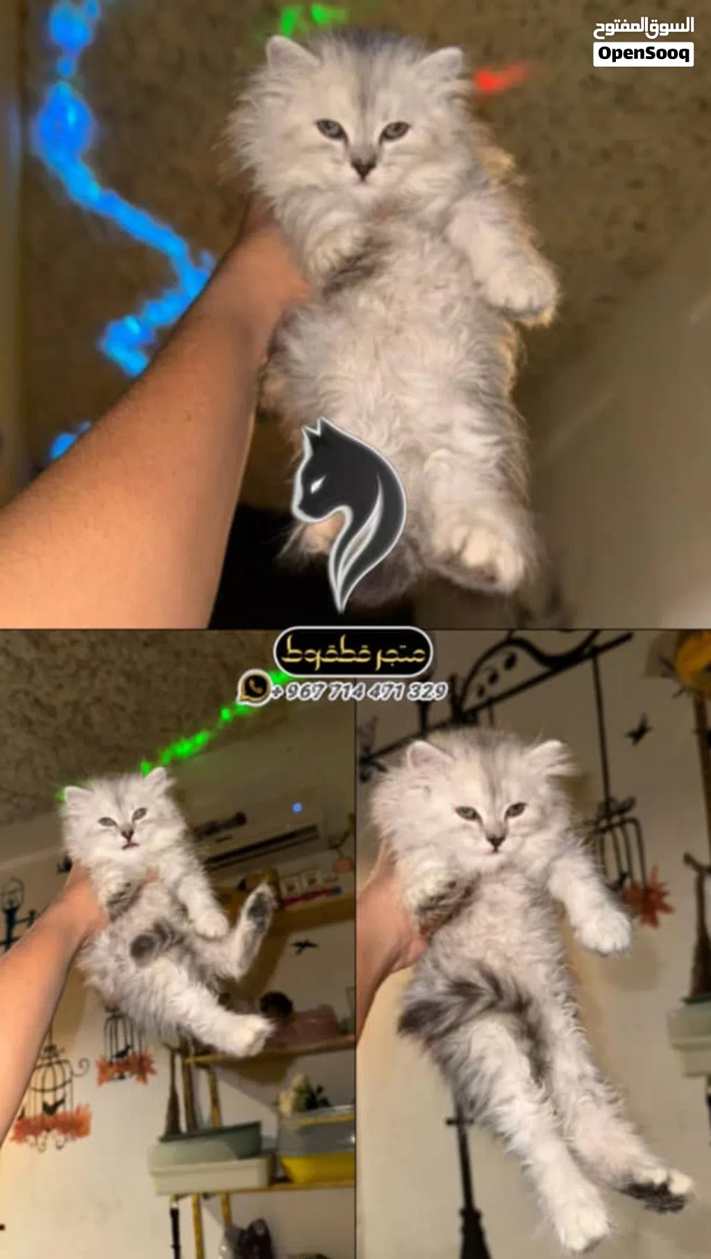 انثئ شيرازي بيور