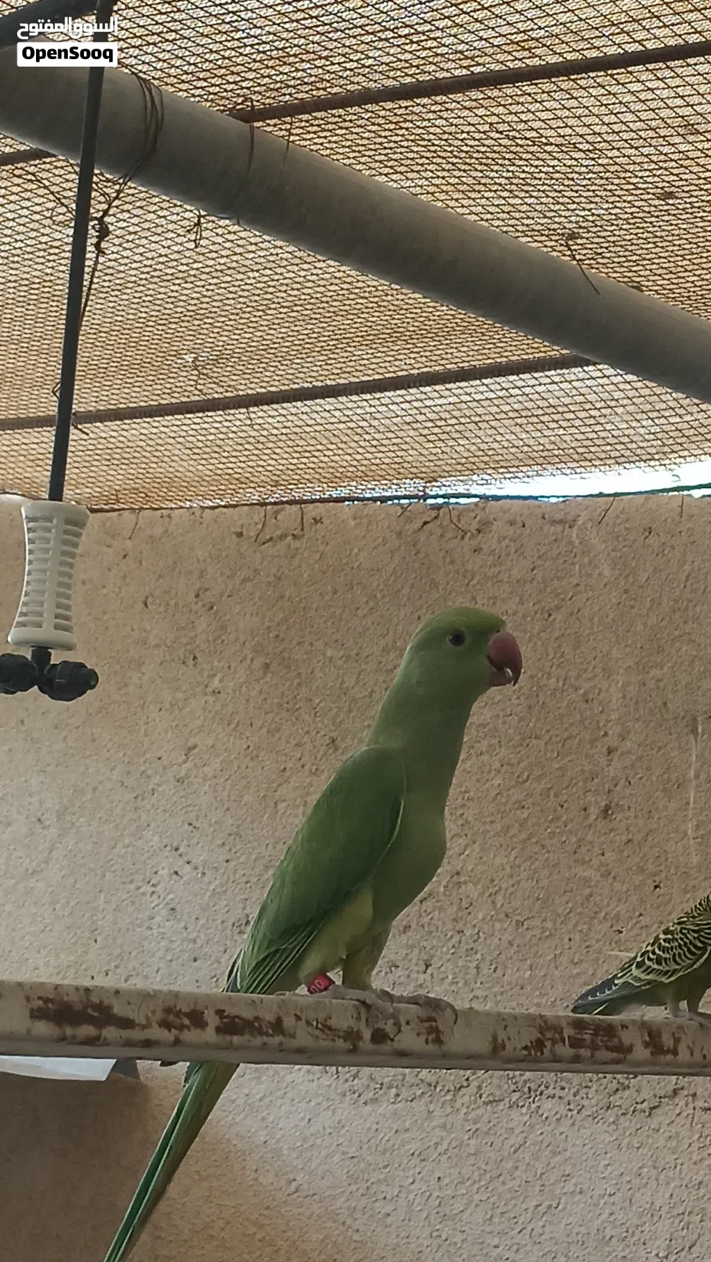 بغبغا الدره