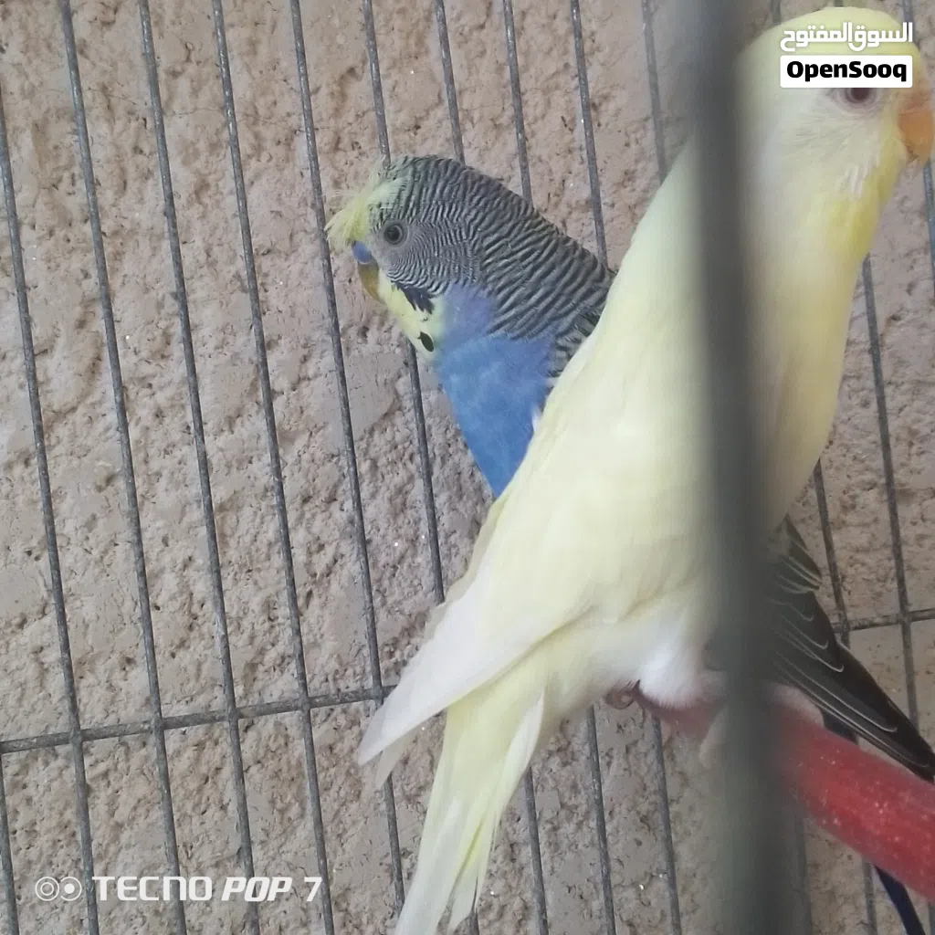جوز حب نخب