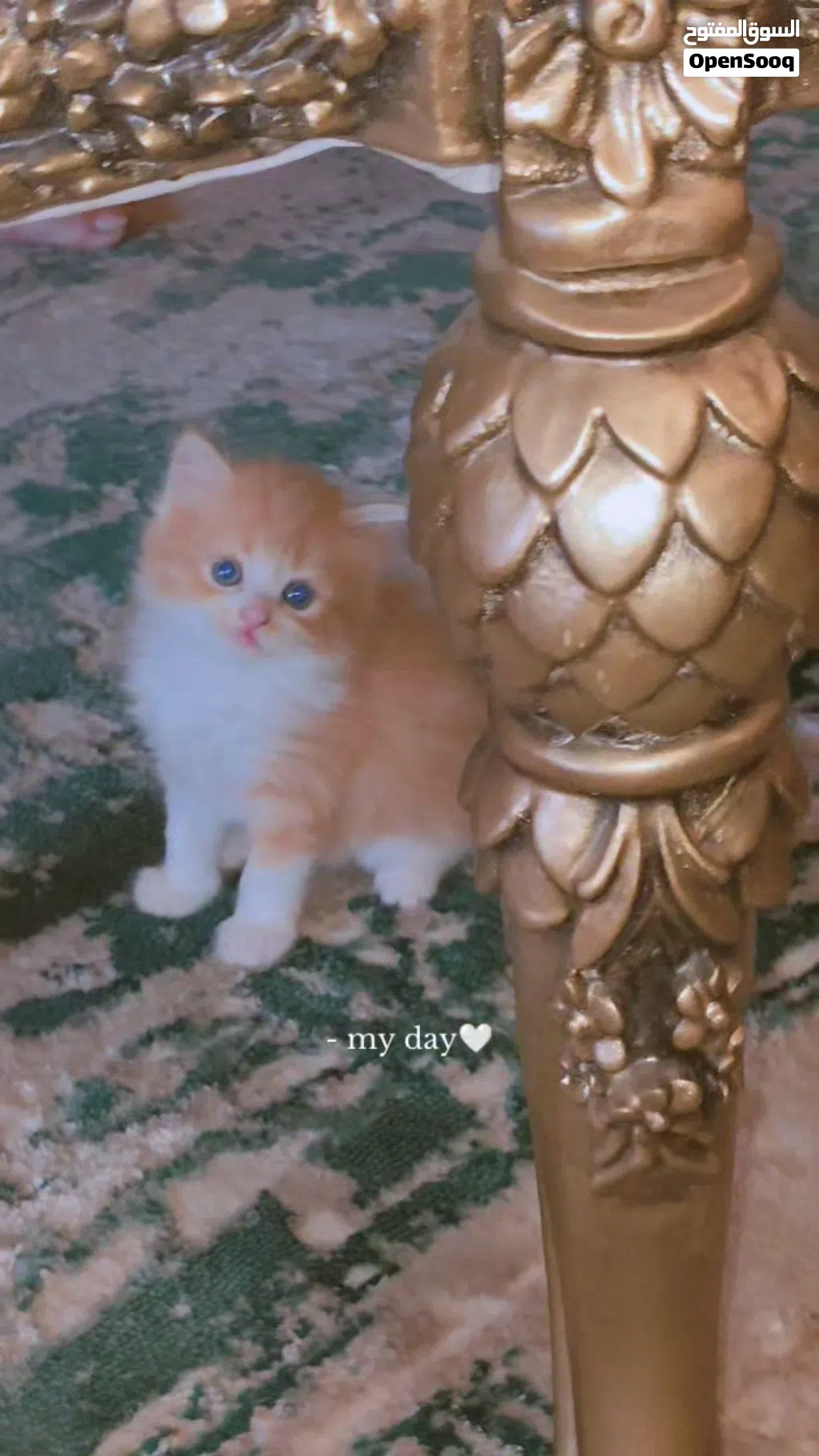 قطط شيرازى