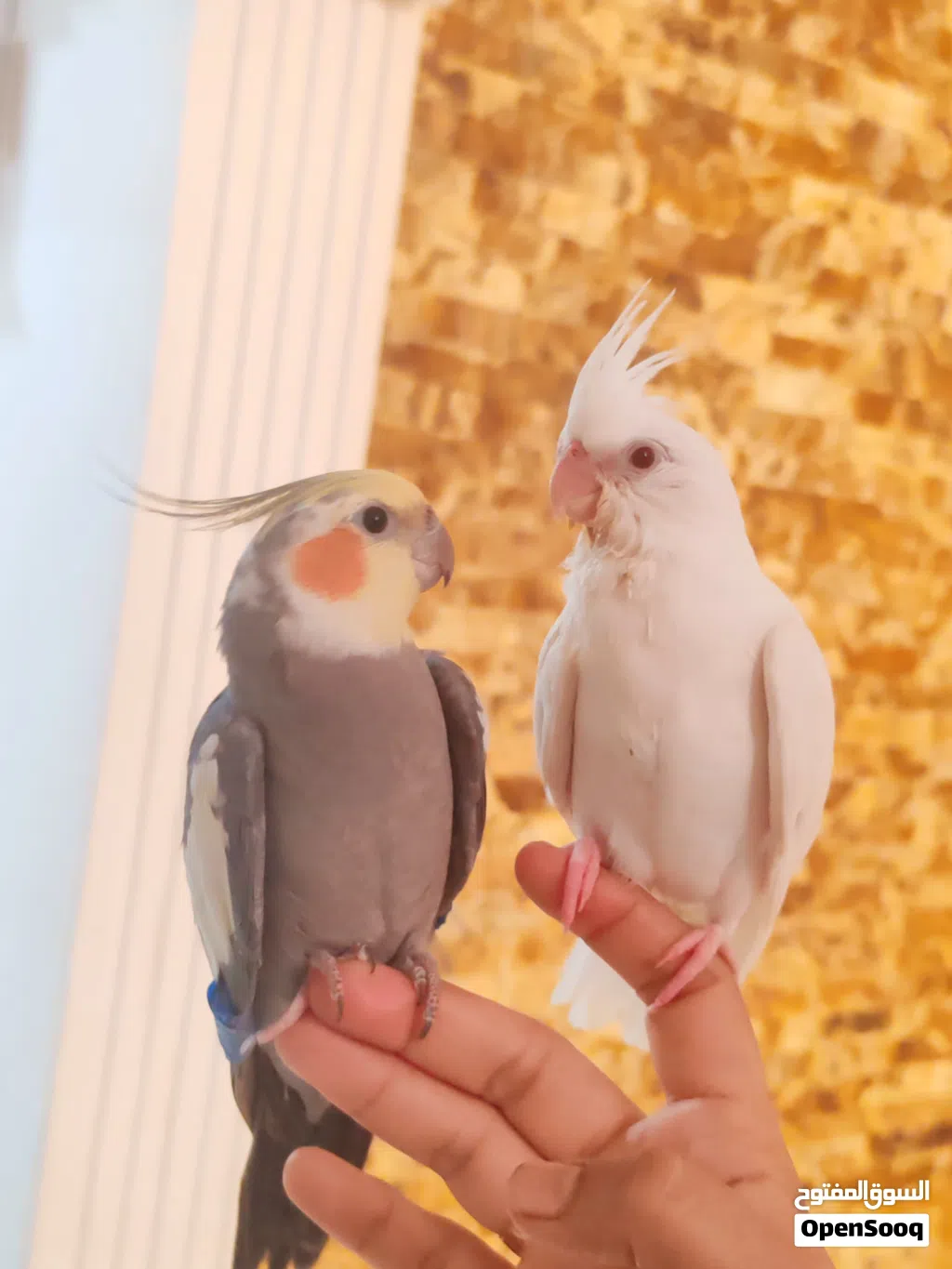 للبيع كوكتيل أليف لاتينو