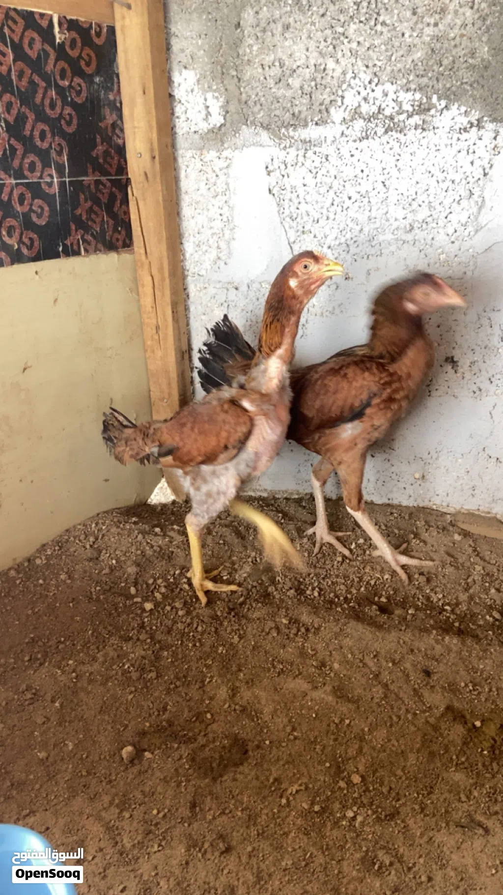 دجاج ميواليات كراس