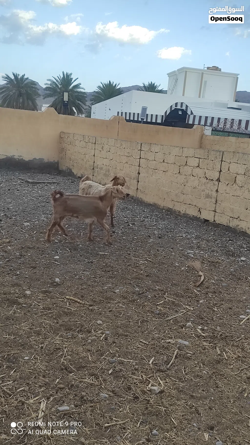 للبيع شوهات للبيع او البدل بجعد