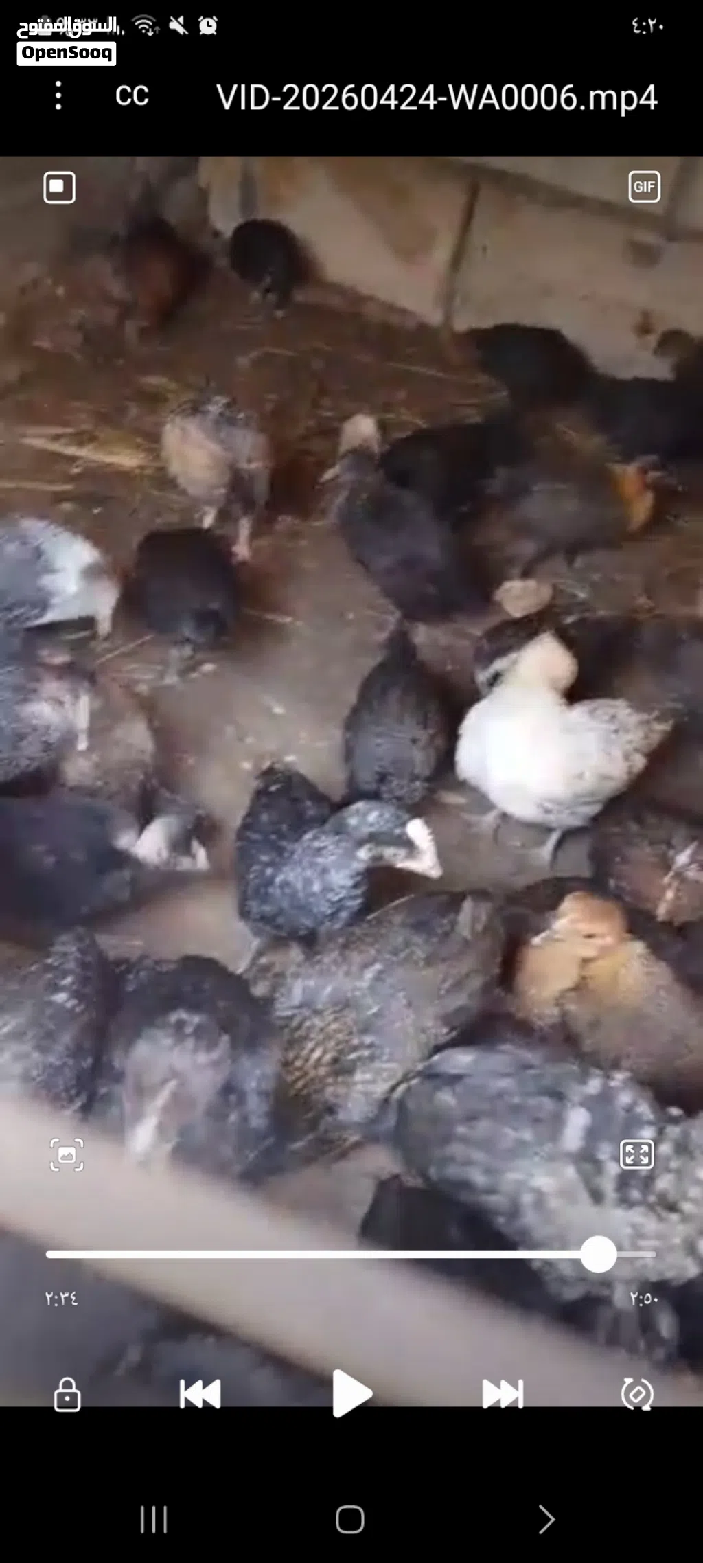 دجاج وطيور