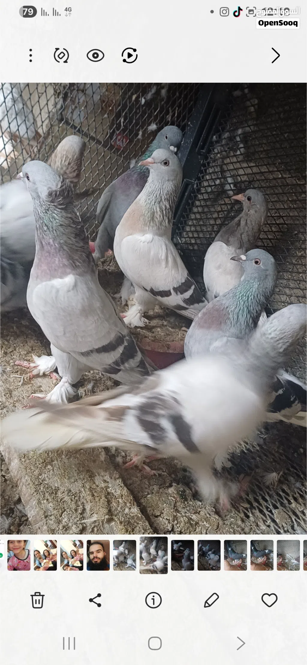 متاح حضيره تاكله جو 15 طرف تاكله 2 كوبيات زاجل بيع جمله لي عنده غرض يتصل