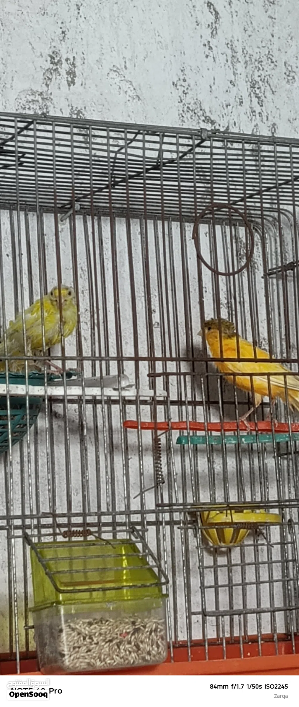جوز كنار مع فحل جوز معه ثلاث بيضات