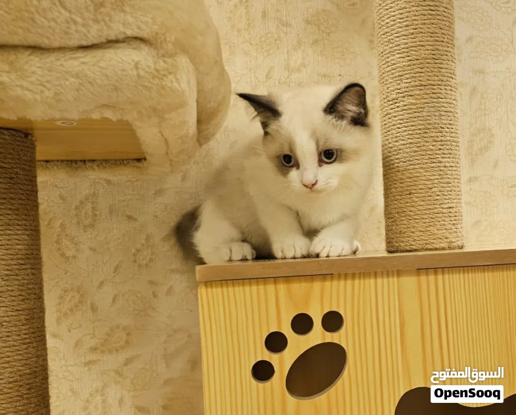 Ragdoll راغدول