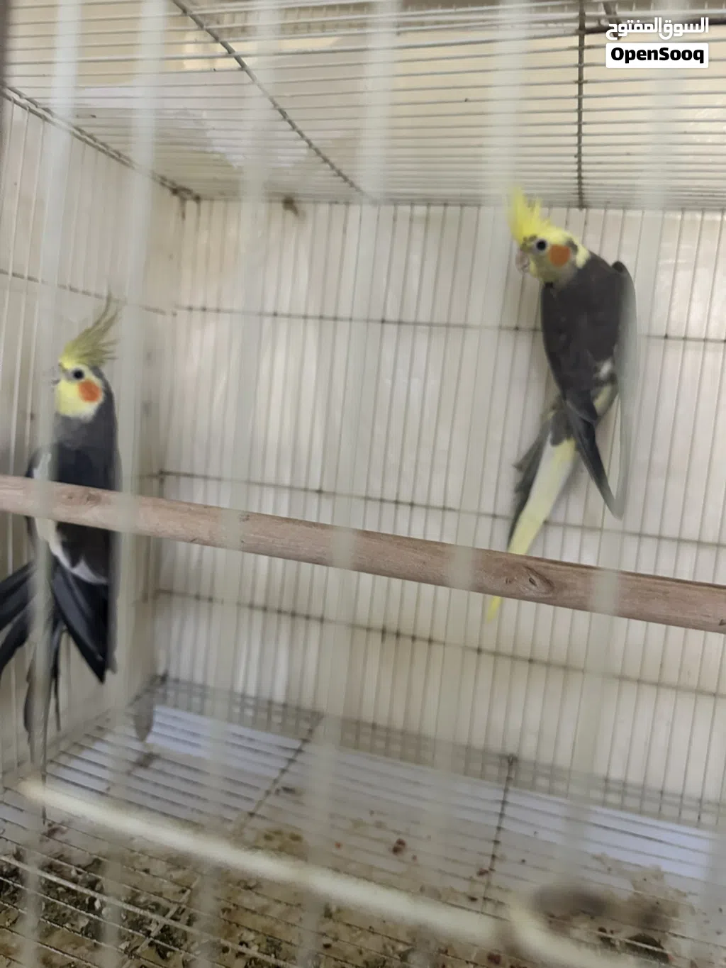 بيع طيور وفروخ