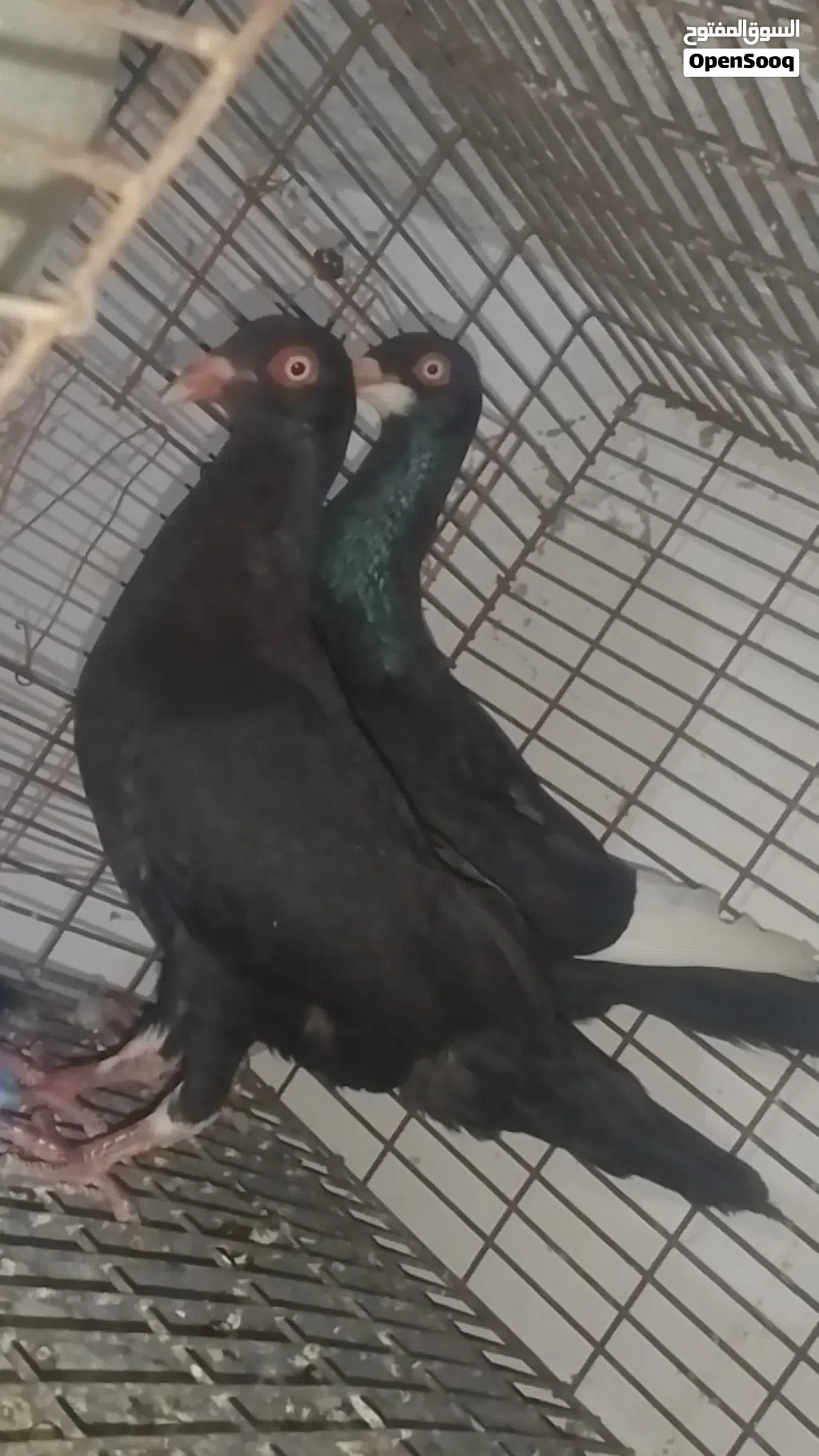 جوز الفحل ملحى والطيره مسوده سلافر
