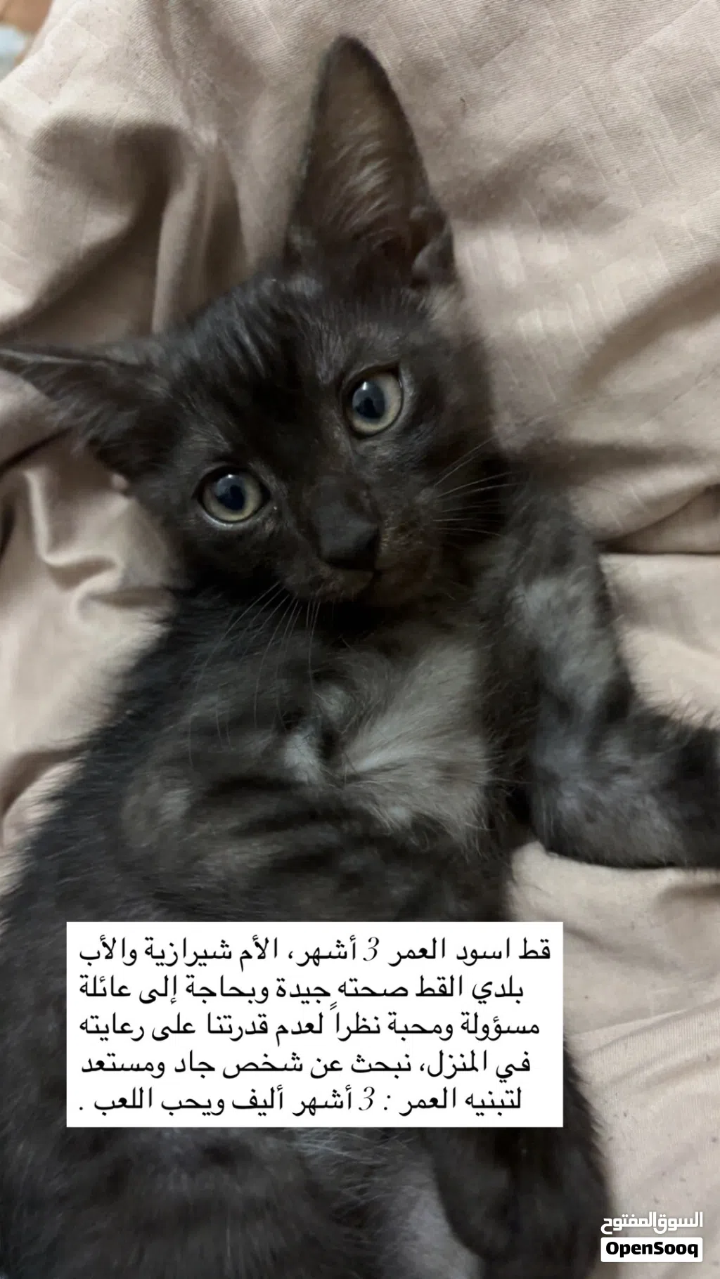 قطه للتبني ام شيرازيه اب بلدي 3 اشهر