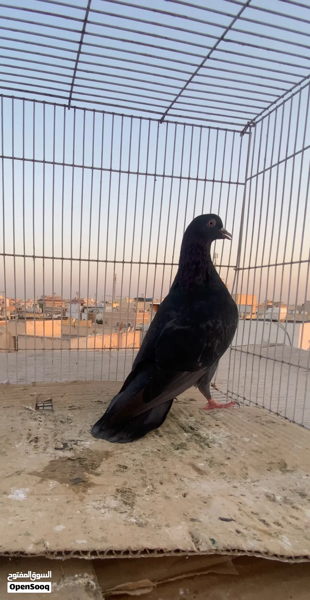حمام قلابي