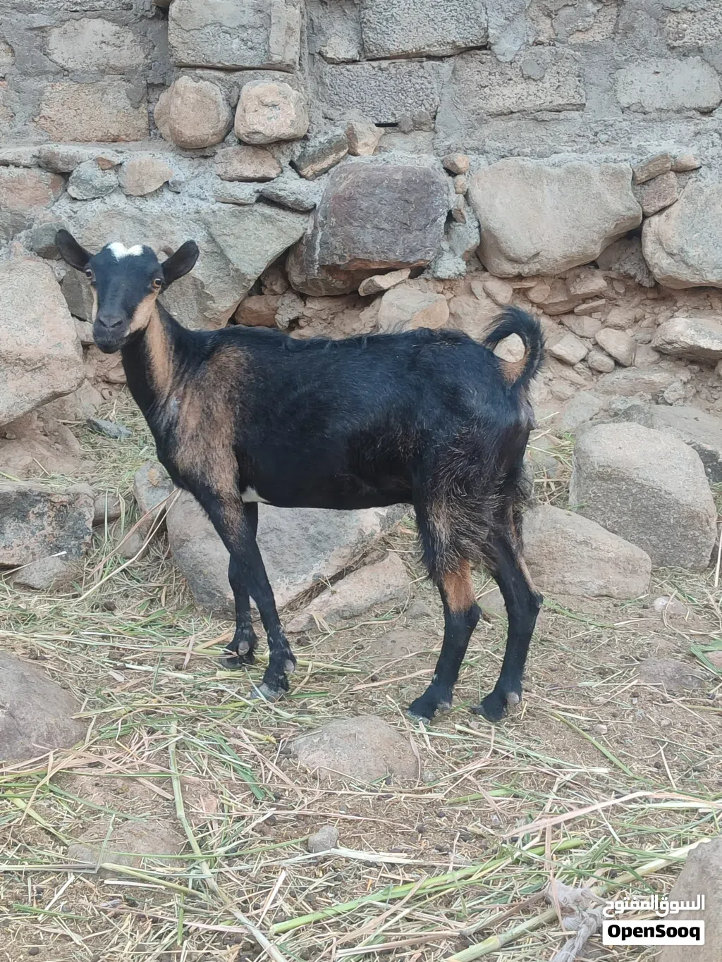 للبيع أغنام العدد 2 اقرا الوصف