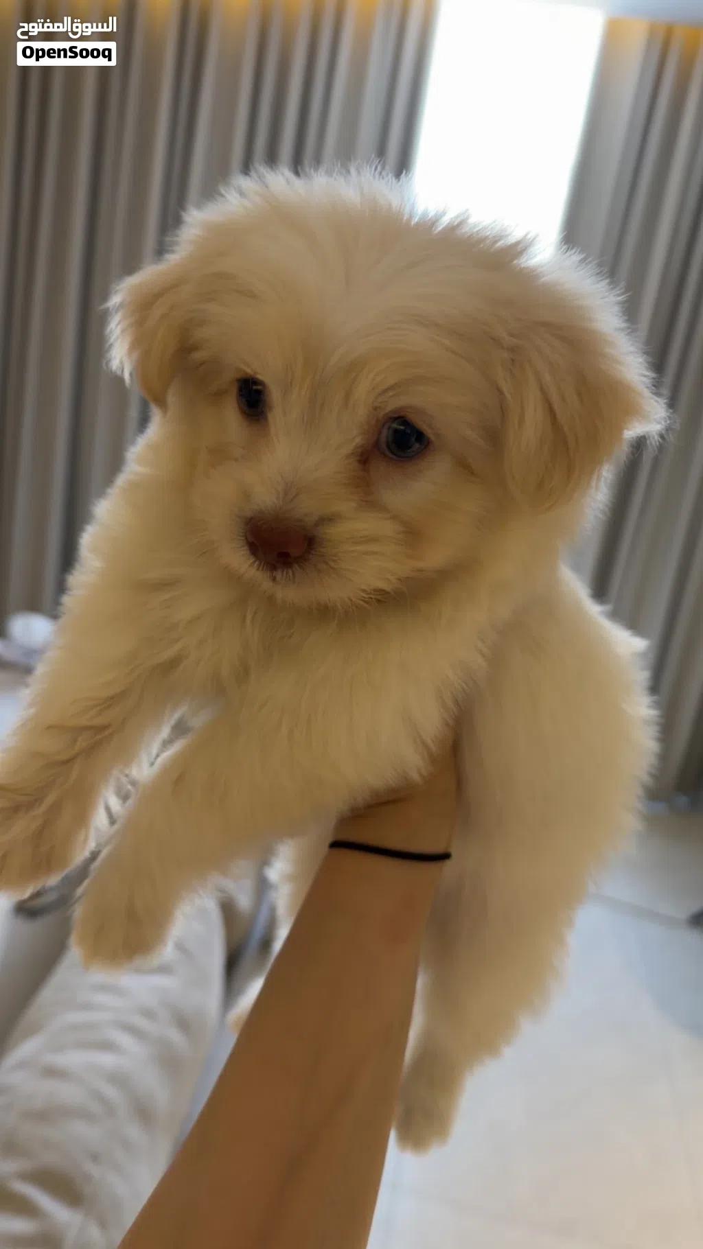 انثى مالتيبو maltipoo عمر شهرين