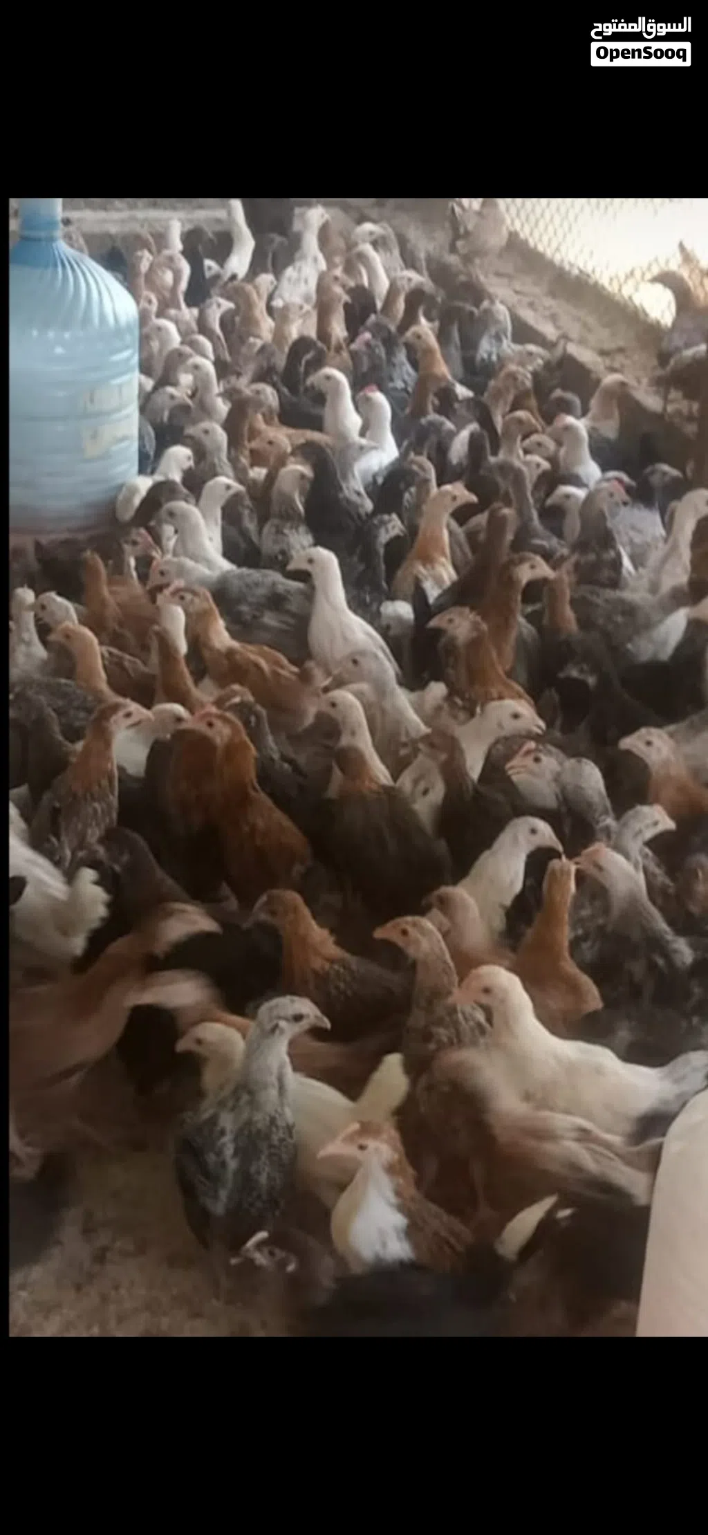 دجاج محلي للبيع