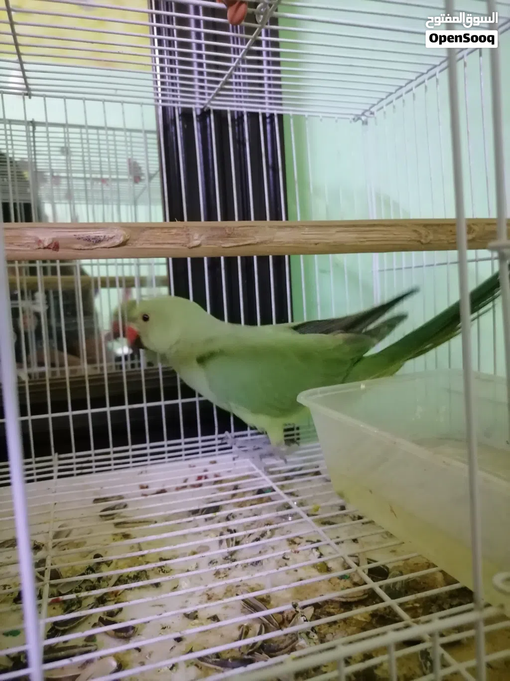 ببغاء الدره الأخضر شبه أليف العمره 4 ب 17 ريال اقرا الوصف