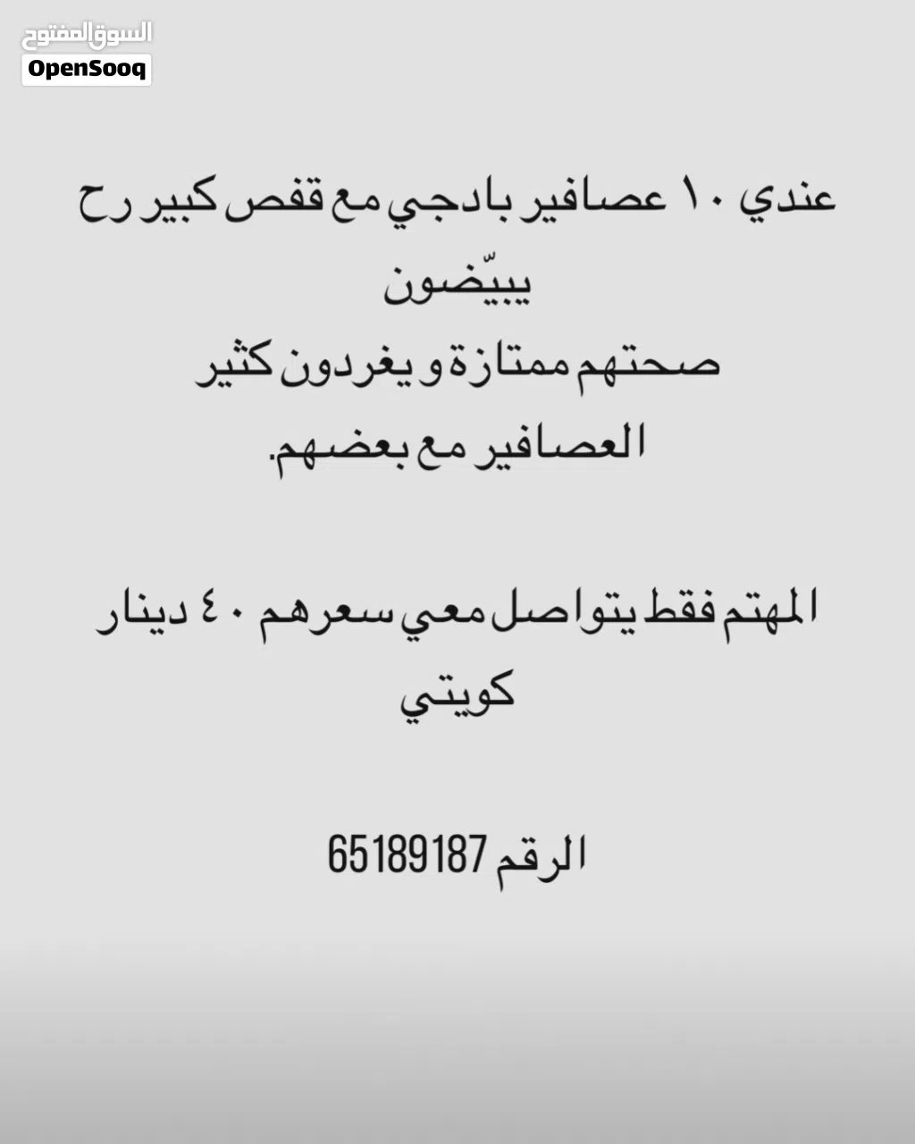10 عصافير بادجي