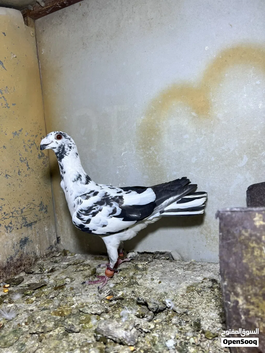 جواز حمام