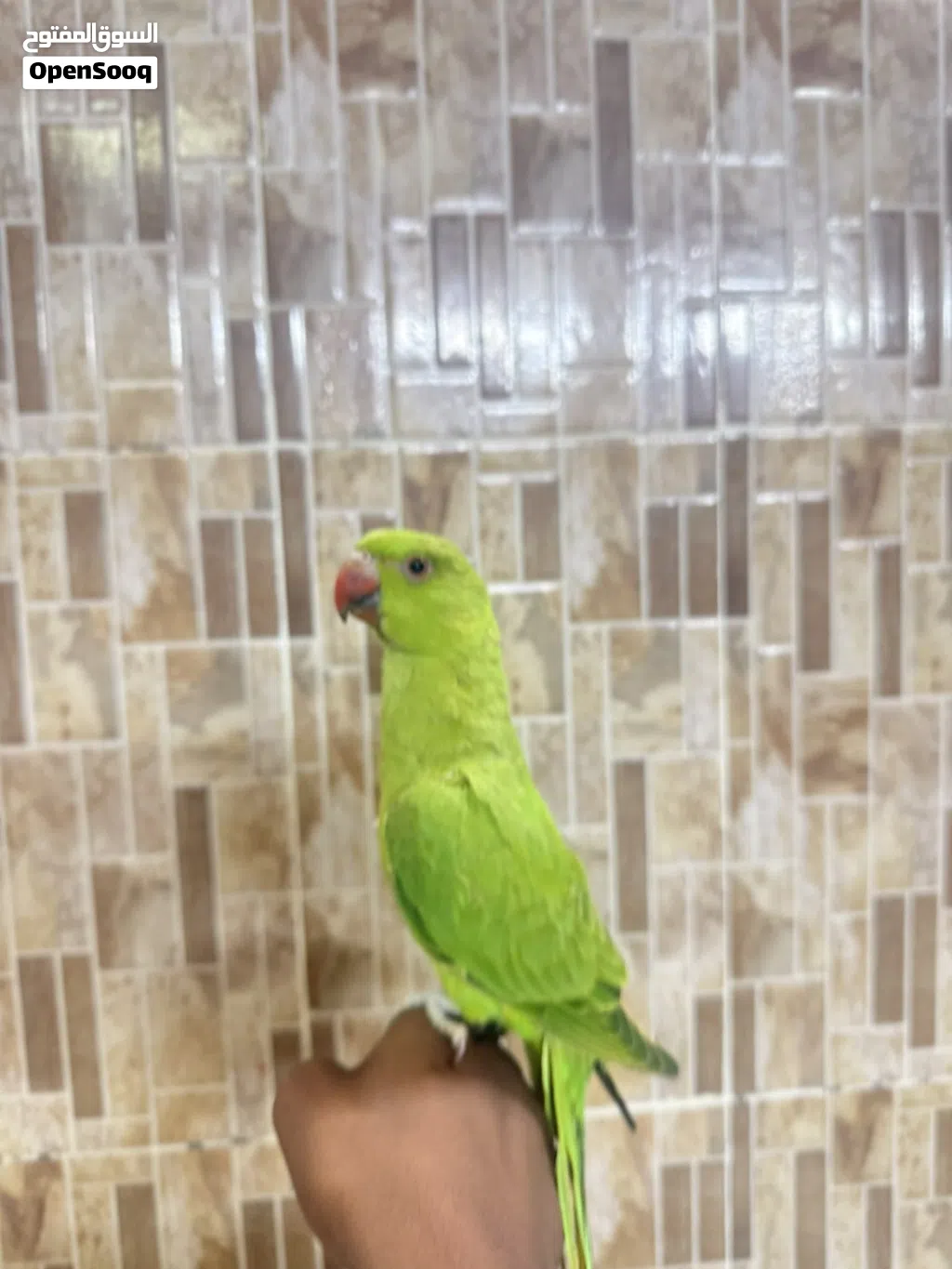 بغبغاء دره أخضر السعر 18