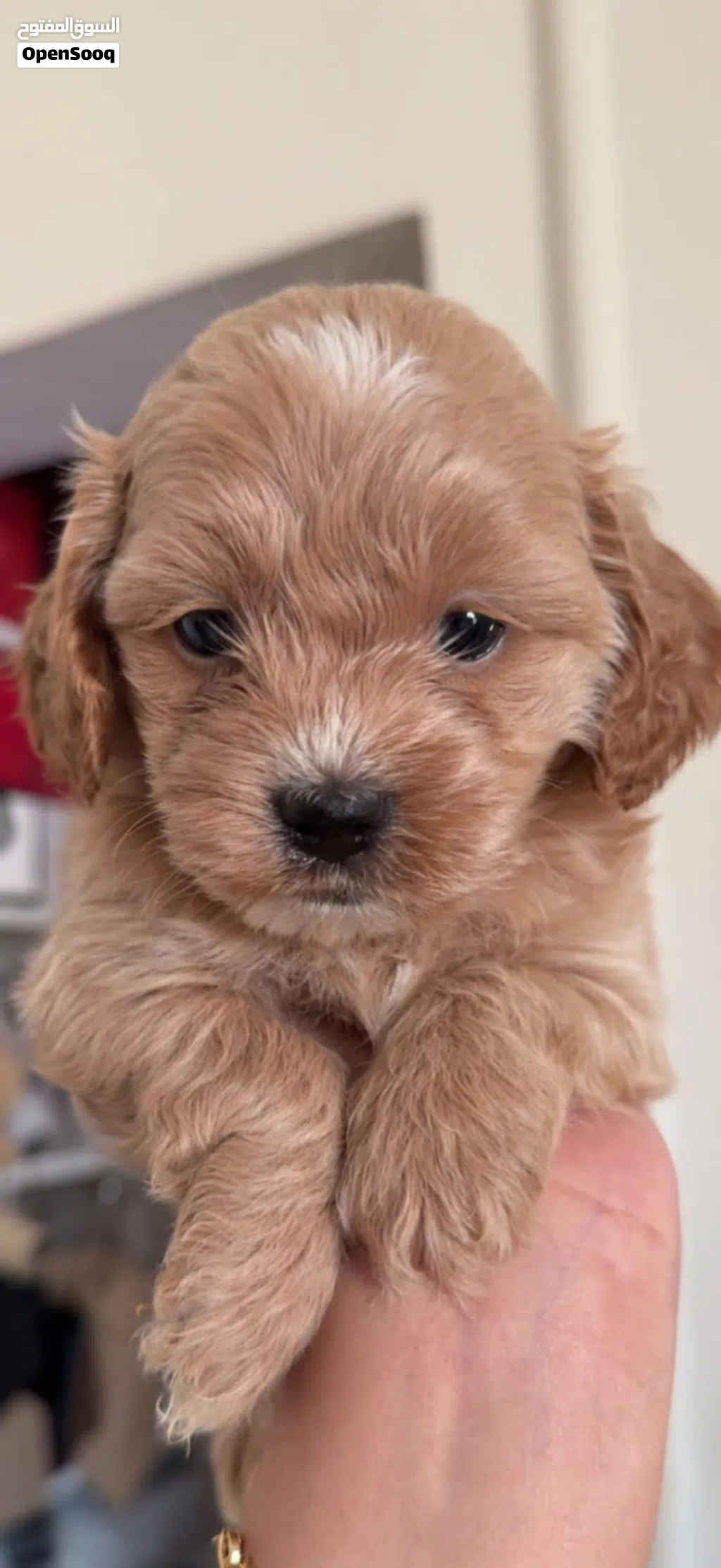 Toy poodle