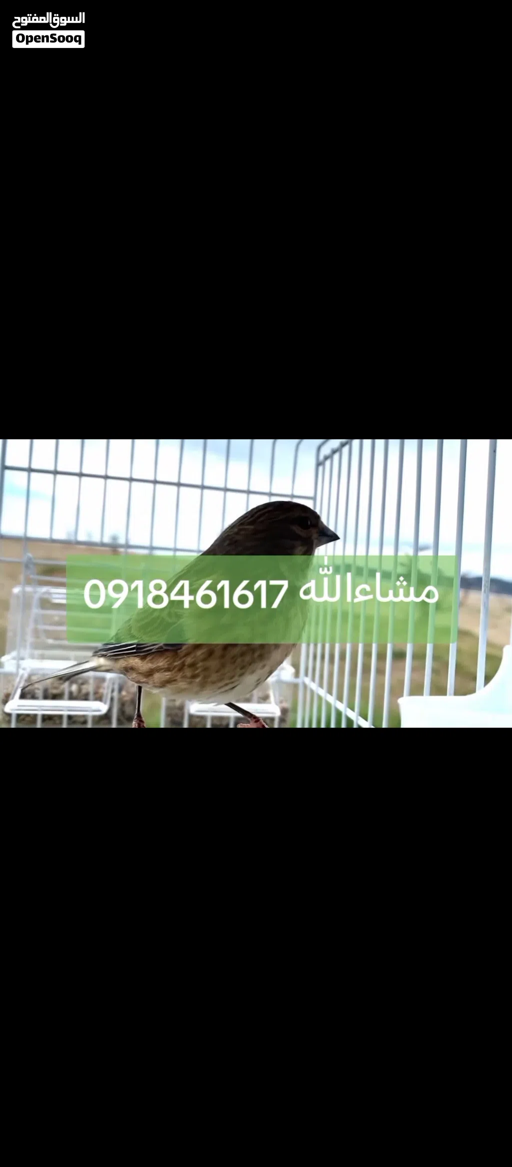 دكر تجاويد غناء مشاءالله