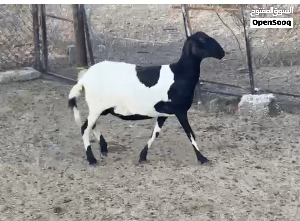 جاعدة تهجين سوداني على سانتا