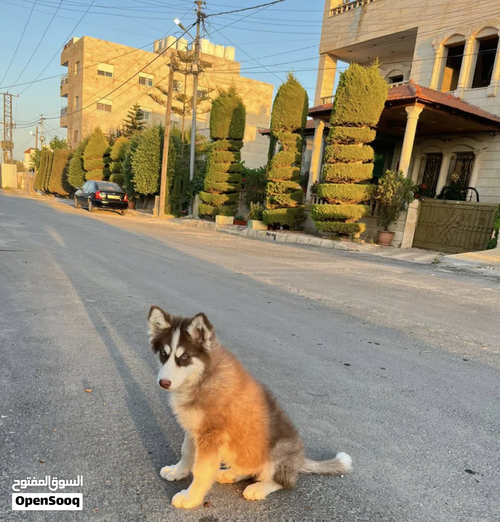 هاسكي مالموت للبدل ع15 برو