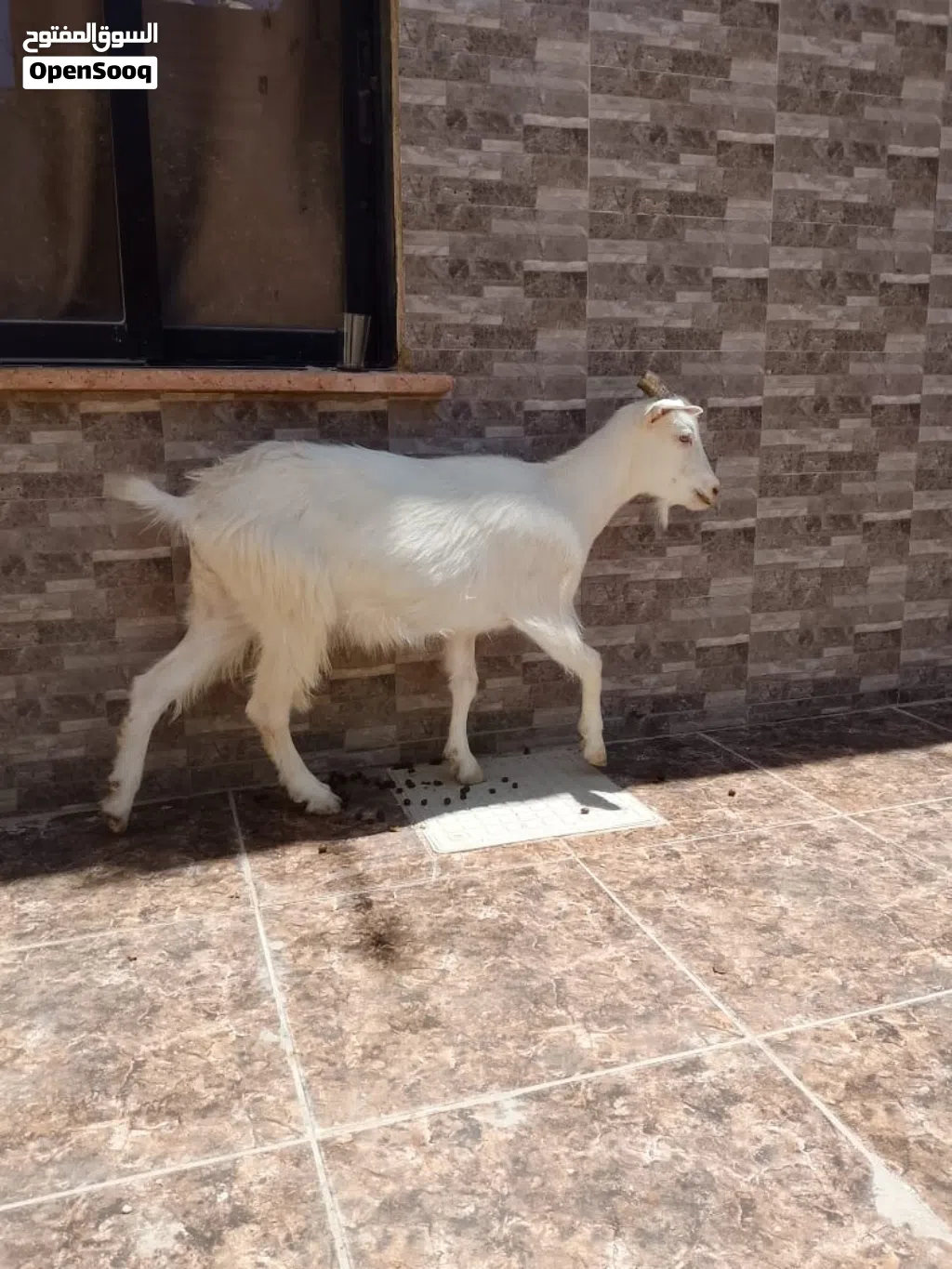 ثلاث عنزات سنتين نخب اول