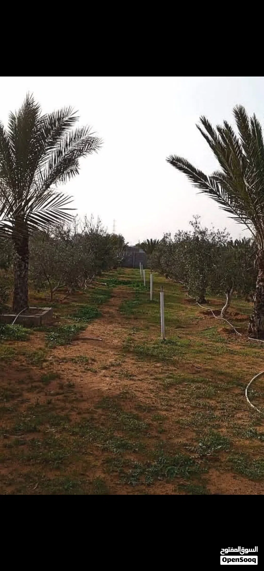 مزرعة مساحة هكتار مشجرة بالكامل