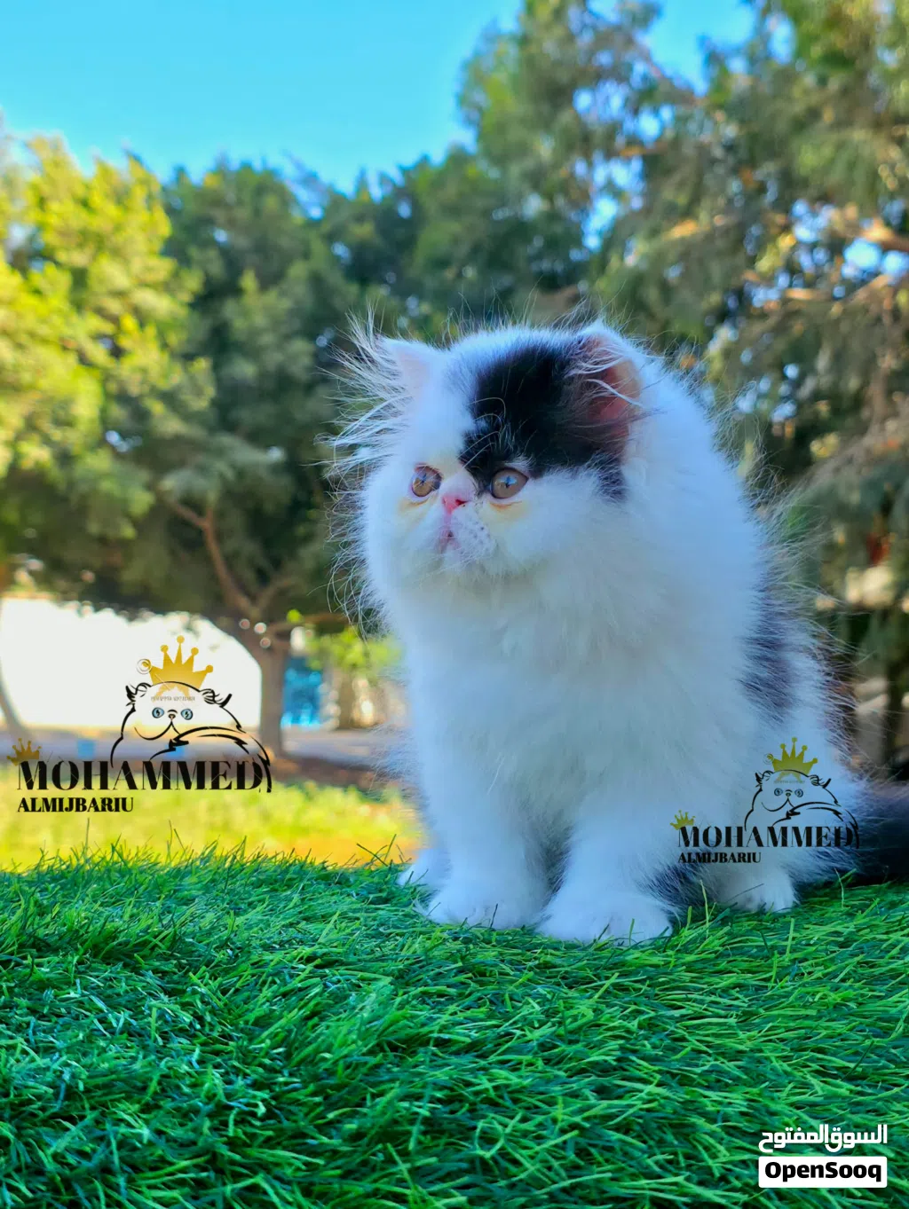ذكـر فـان بـلاك بيـرشن