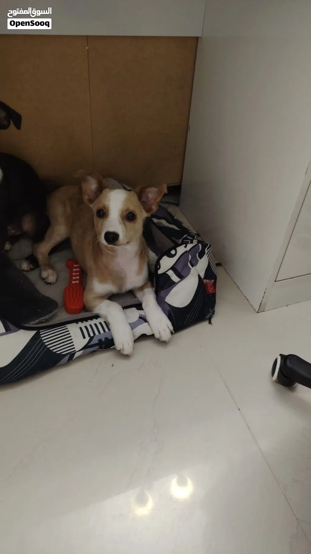 Cute dog very doesn’t bark only rarely