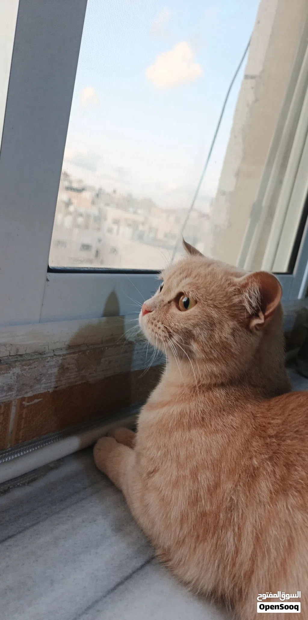 قطع للتبني