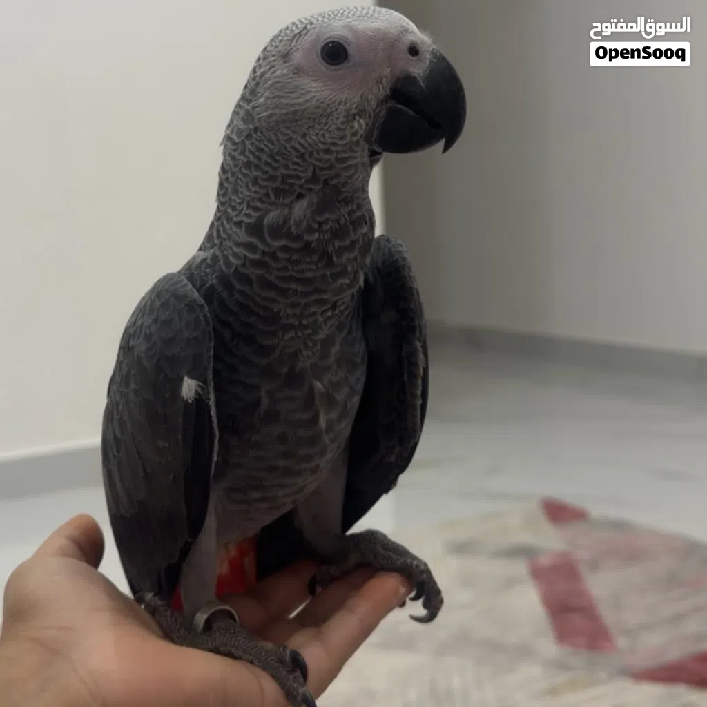 ببغاء كاسكو ذكر للبيع العمر 3 أشهر فقط 290
