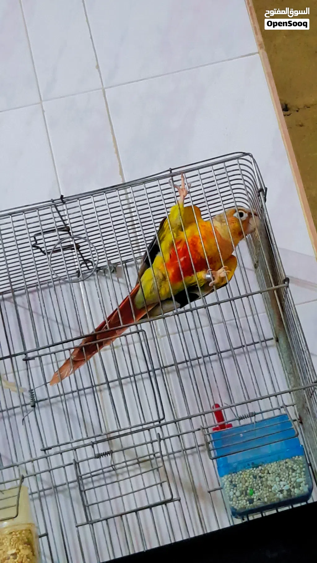 ببغاء جرين شيك اناناس طفره محجل اليف 90 بالميه