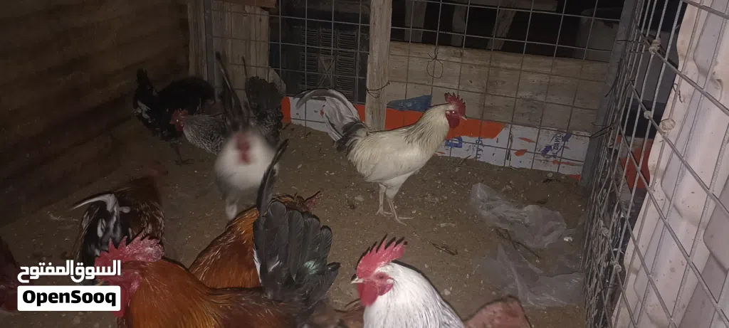 فراريج ربي يبارك عز ماتكسب ويمشوا لتكسيب