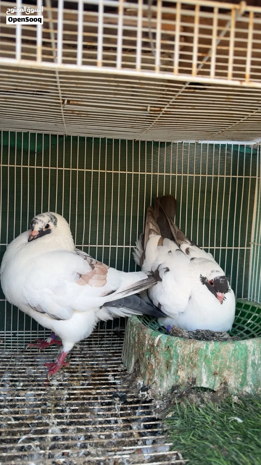 حمام مدينه