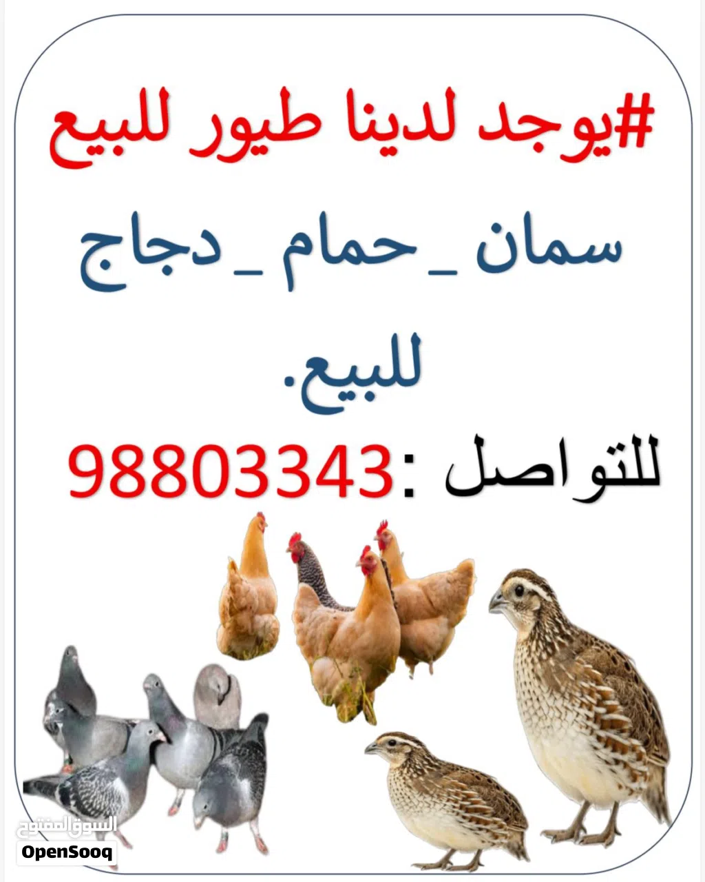 طيور وحيوانات متنوعة للبيع وصيصان دجاج وسمان