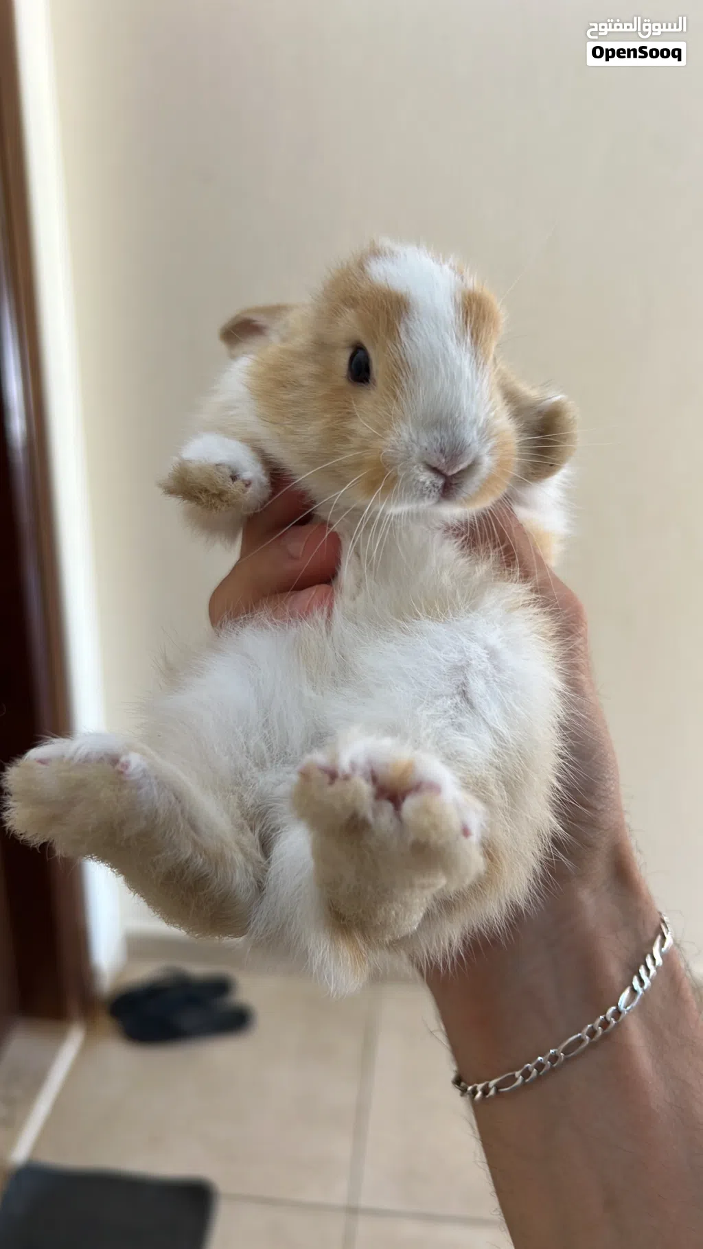 Netherland Dwarf mix rabbit