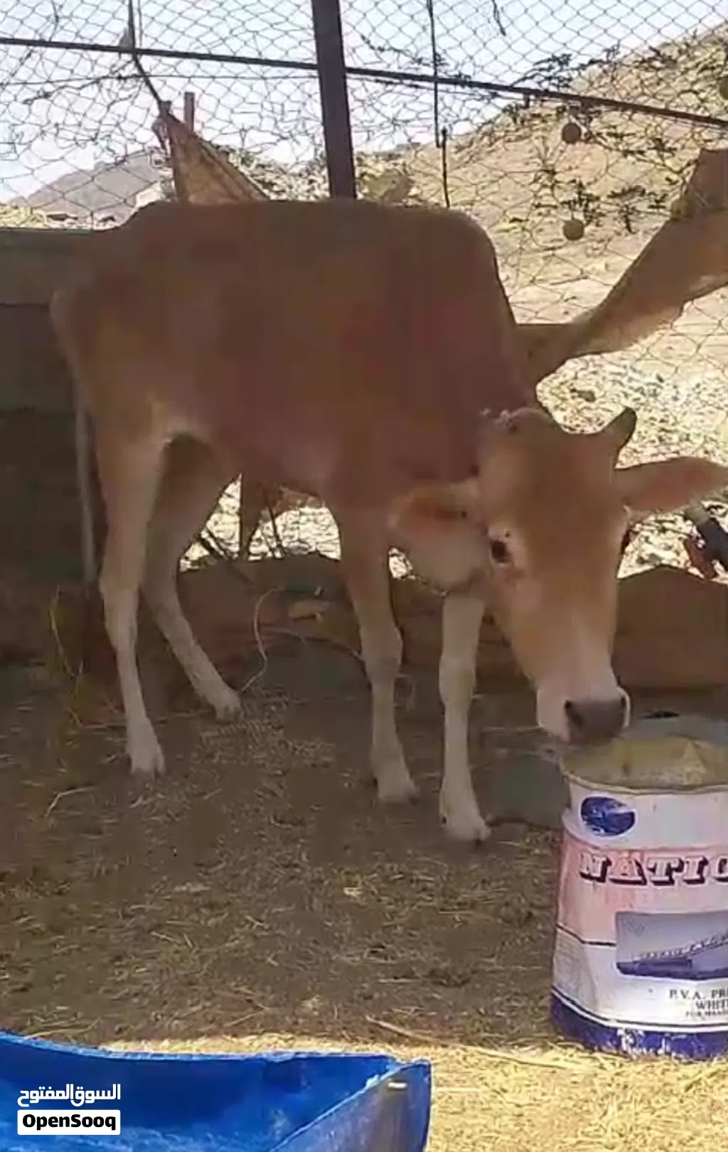 عجلة مآل الدار فل سمنه ما ولدة من قبل حلوة ح ذباح أو تربية ماشاء الله