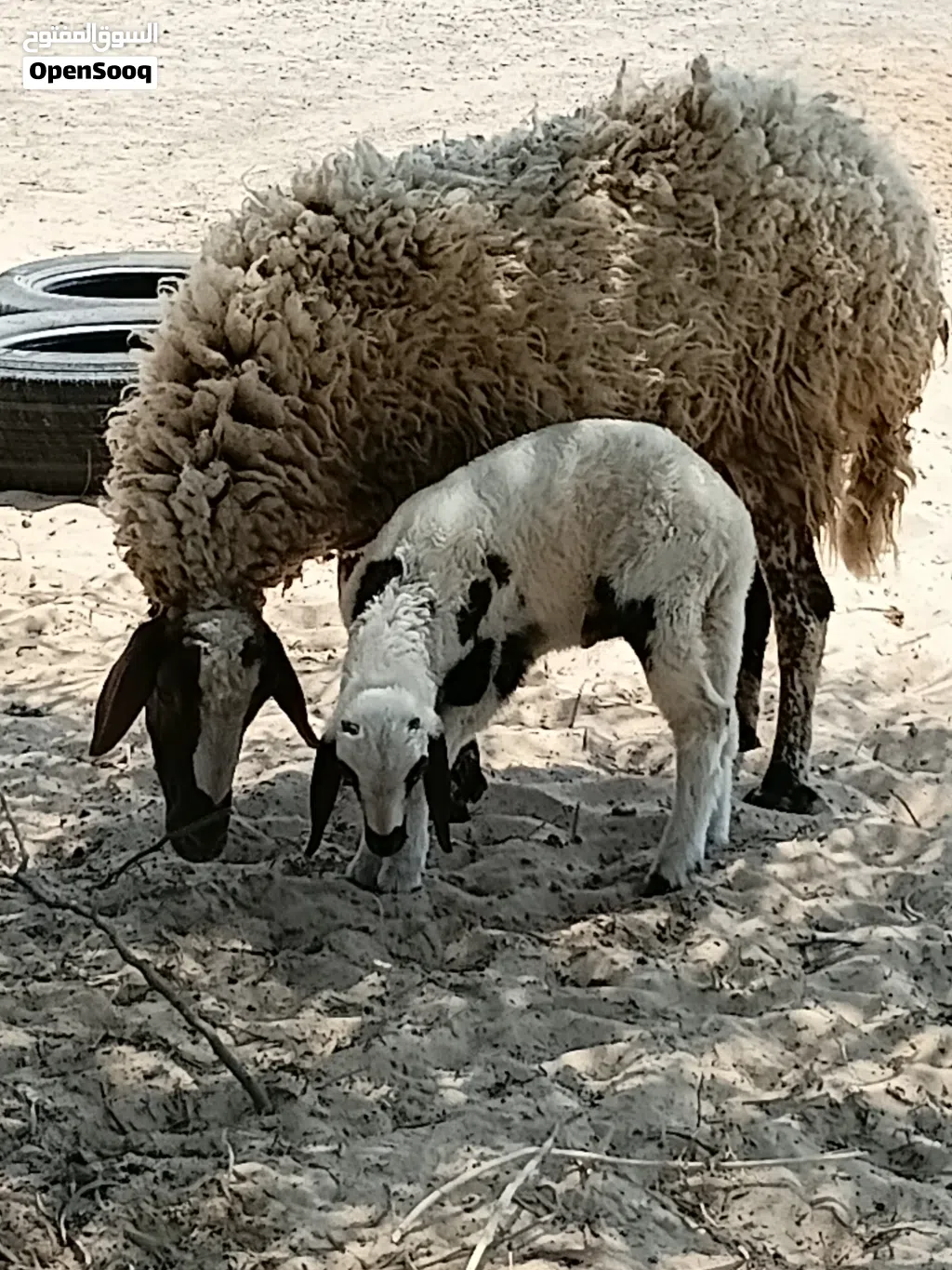 السلام عليكم ثلاثة نعجات 2 كل وحدة تحتها خروف سنهم اول جمع والتالثه انت والنصيب سنها سدسة