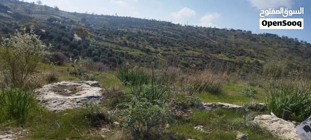 مزرعة مميزه مزرعة زيتون بالكامل مساحة 27 ونص
