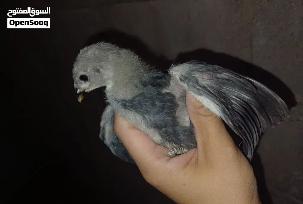 ما شاء الله تبارك الله العمر 3 اسابيع ماخدات كل المطاعيم