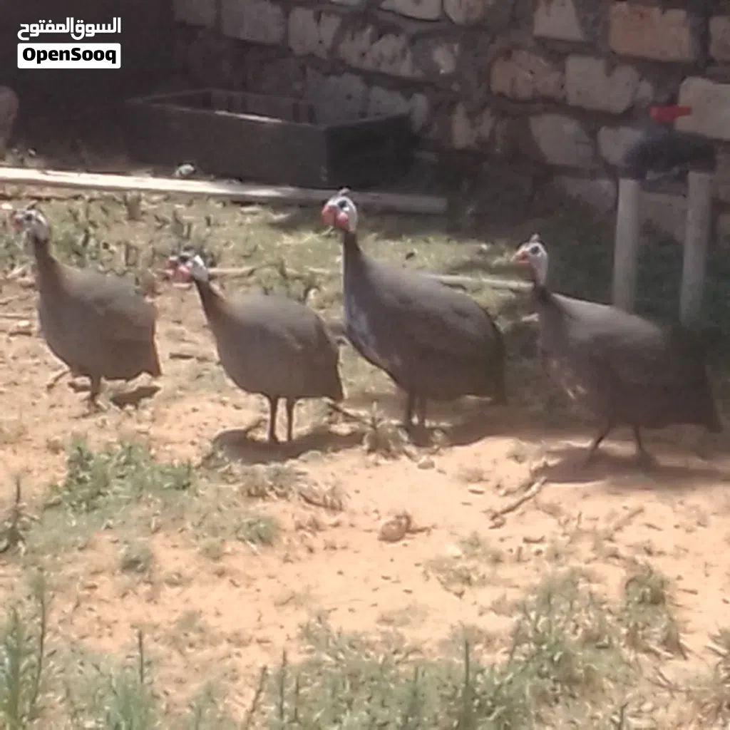 خمسه دجاجة فرعوني