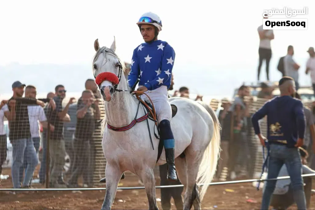 حصان عربي اصيل بطل سباقات سرعة
