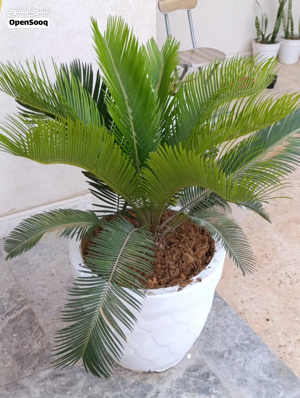 غرس زينه داخلي و خارجي