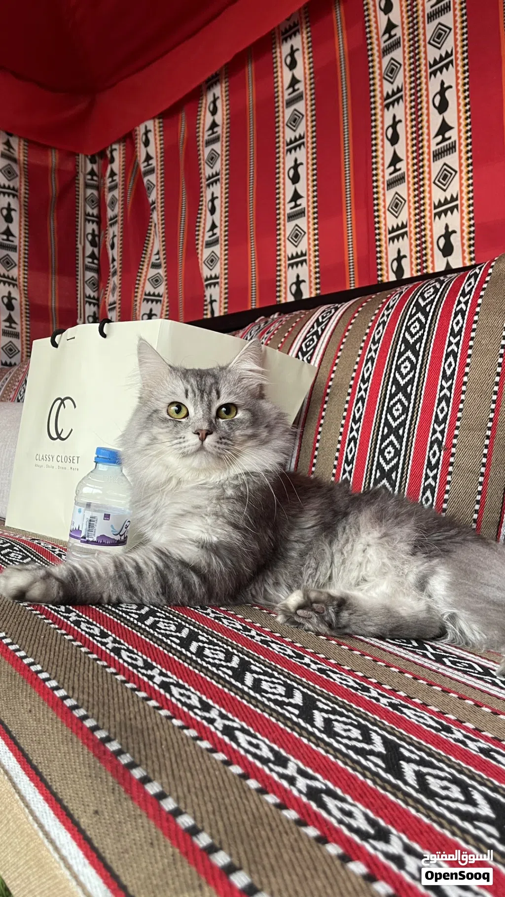 قط شيرازي ذكر أليف وهادي جدا متعود على اللتر بوكس وأكله الخاص لونه رمادي