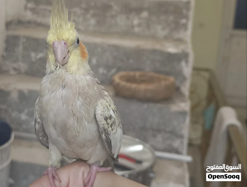 كوكتيل اليف للبيع