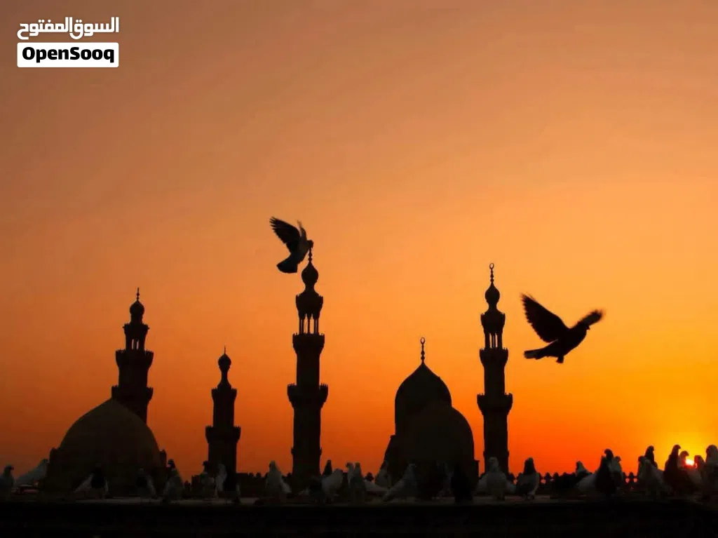 مطلوب بطاعة شعبيه للتسويق