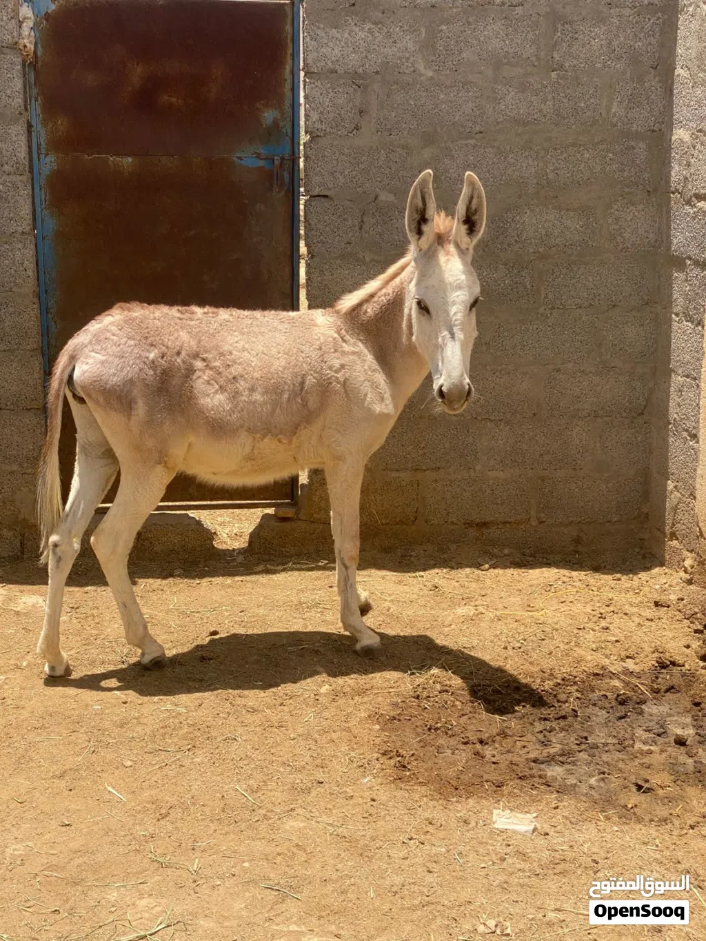 حماره صغيره في العمر عمرها سنه م شاءالله سلاله