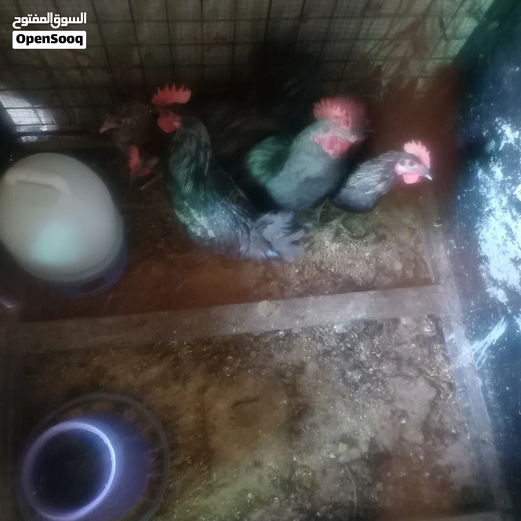 دجاجات للبيع